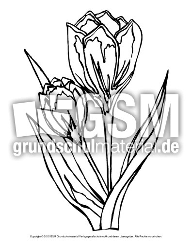 Ausmalbild-Tulpen-3.pdf